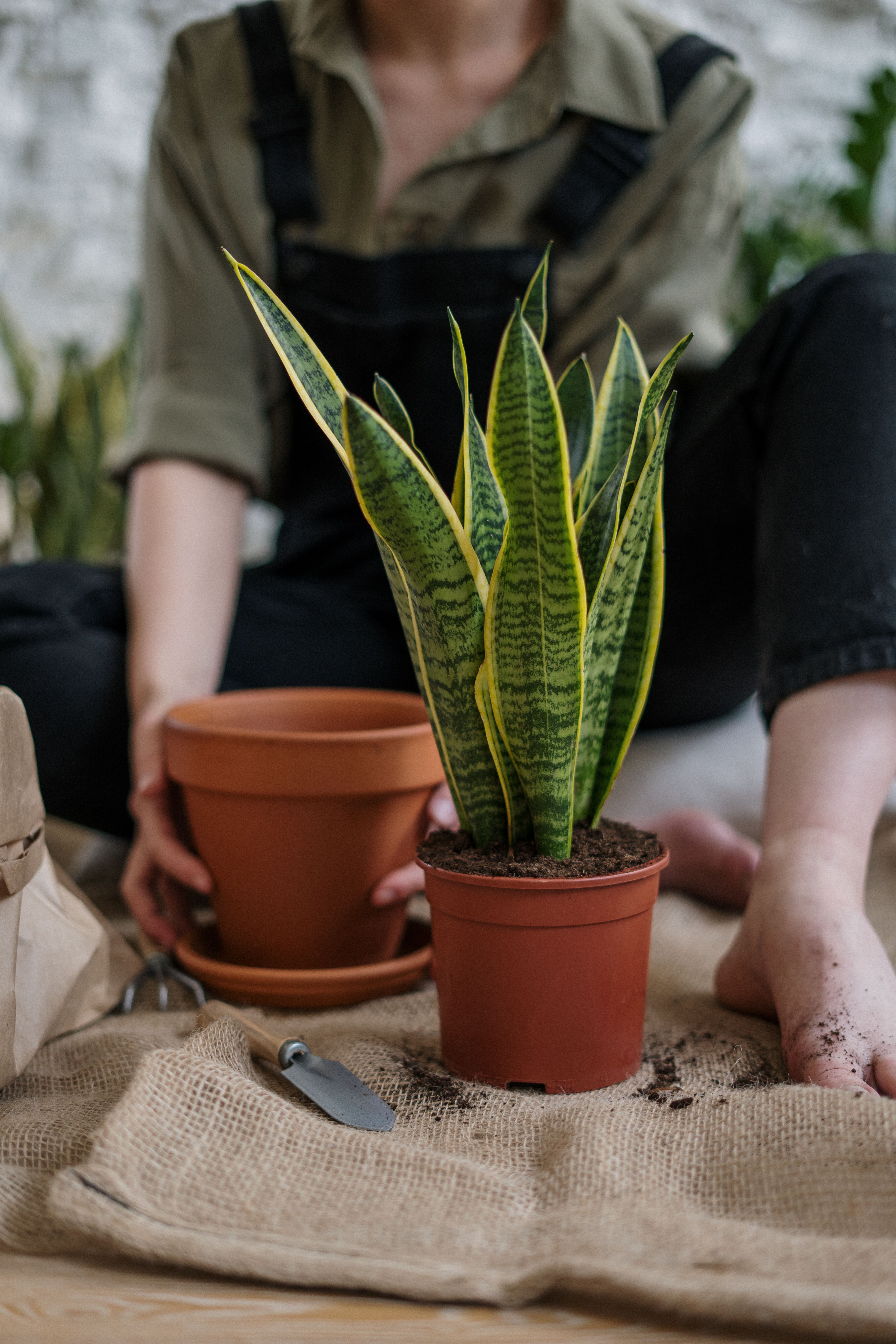 Snake Plant Care